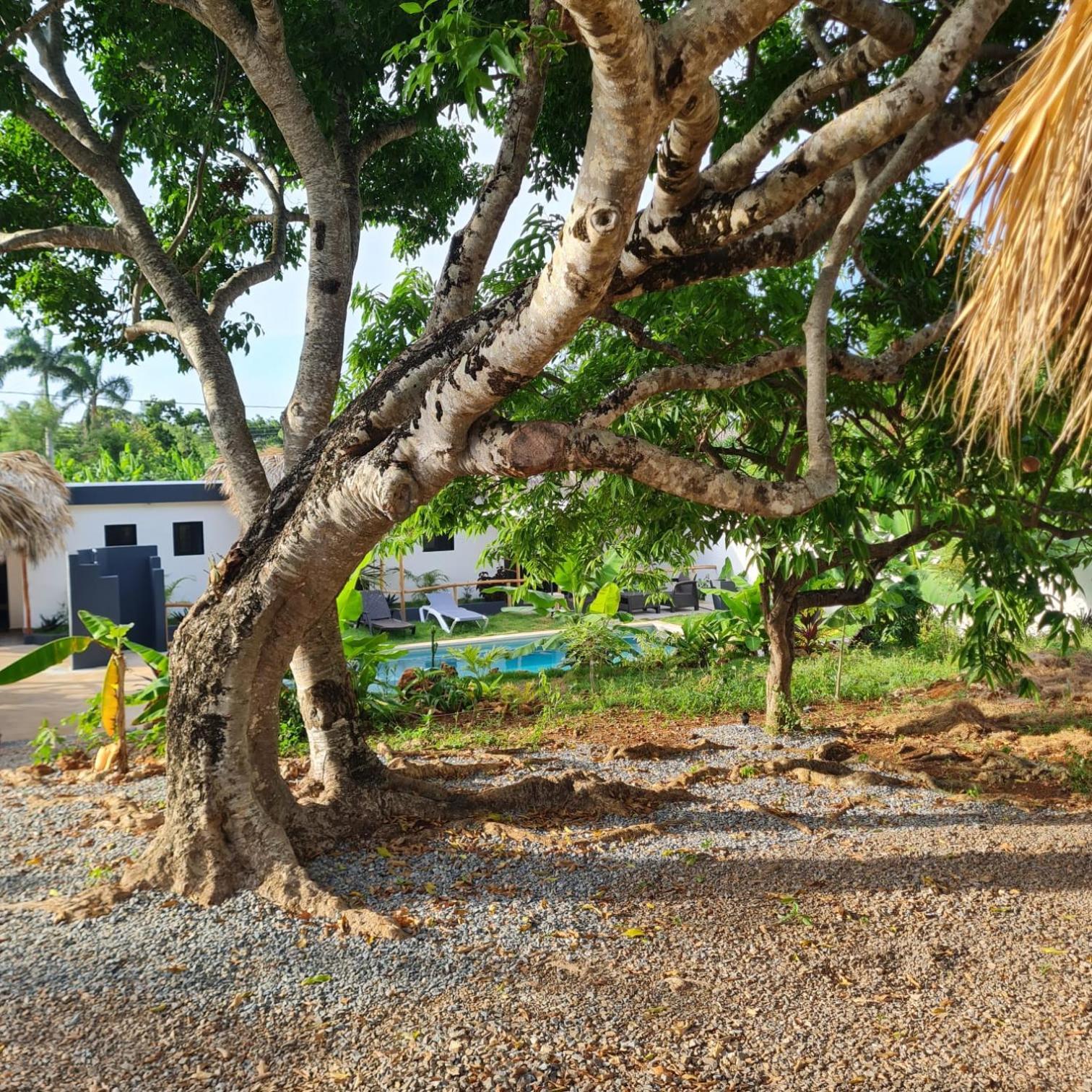 Bungalows Colibri Las Galeras Kültér fotó